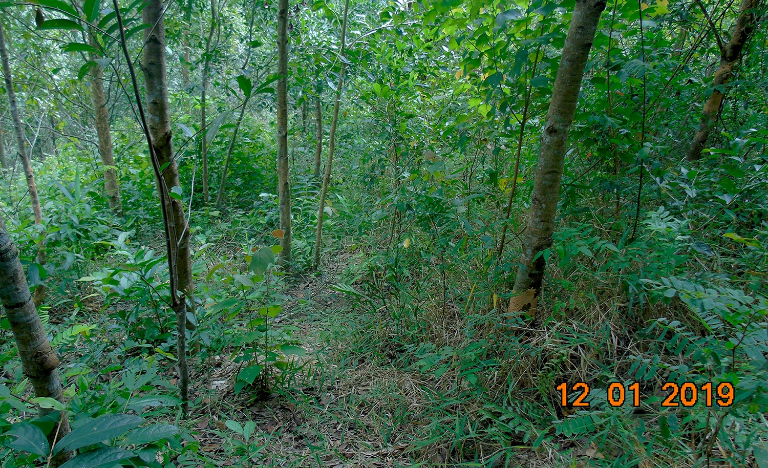 Phat hien bo tot o rung Quang Tri anh 2