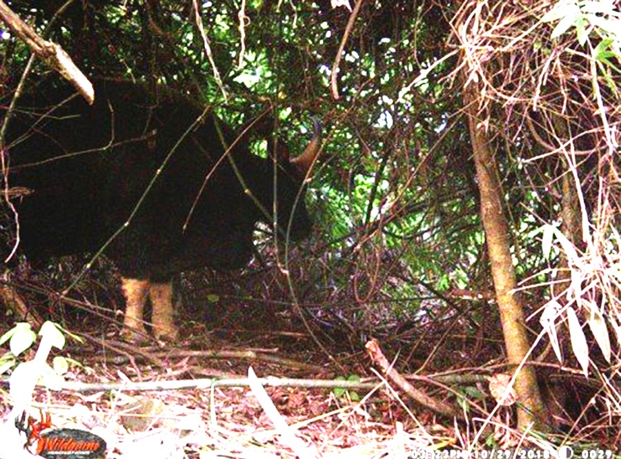 Phat hien hang chuc con bo tot o rung Phong Nha - Ke Bang hinh anh