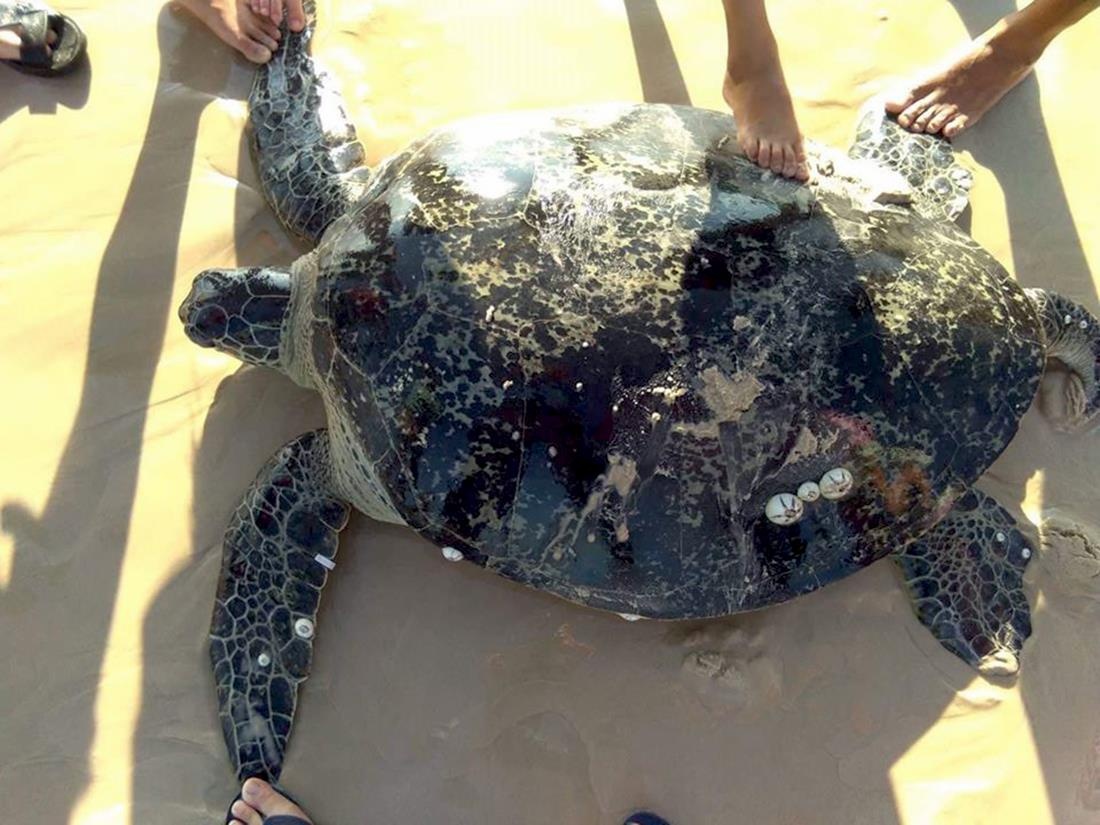 Rua bien nang hon 100 kg mac luoi ngu dan hinh anh