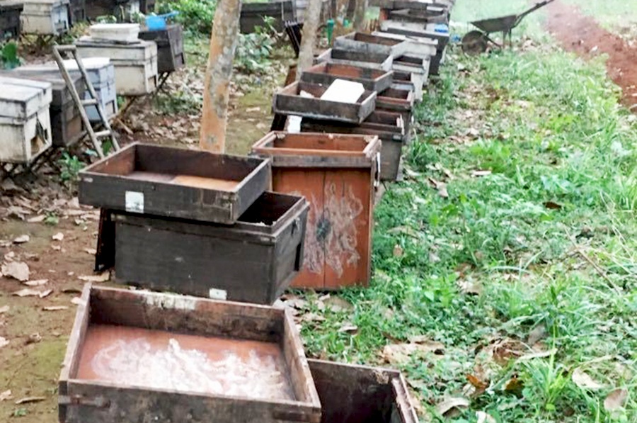 Truy tim ke xau nghi dau doc bay ong nuoi lay mat hinh anh