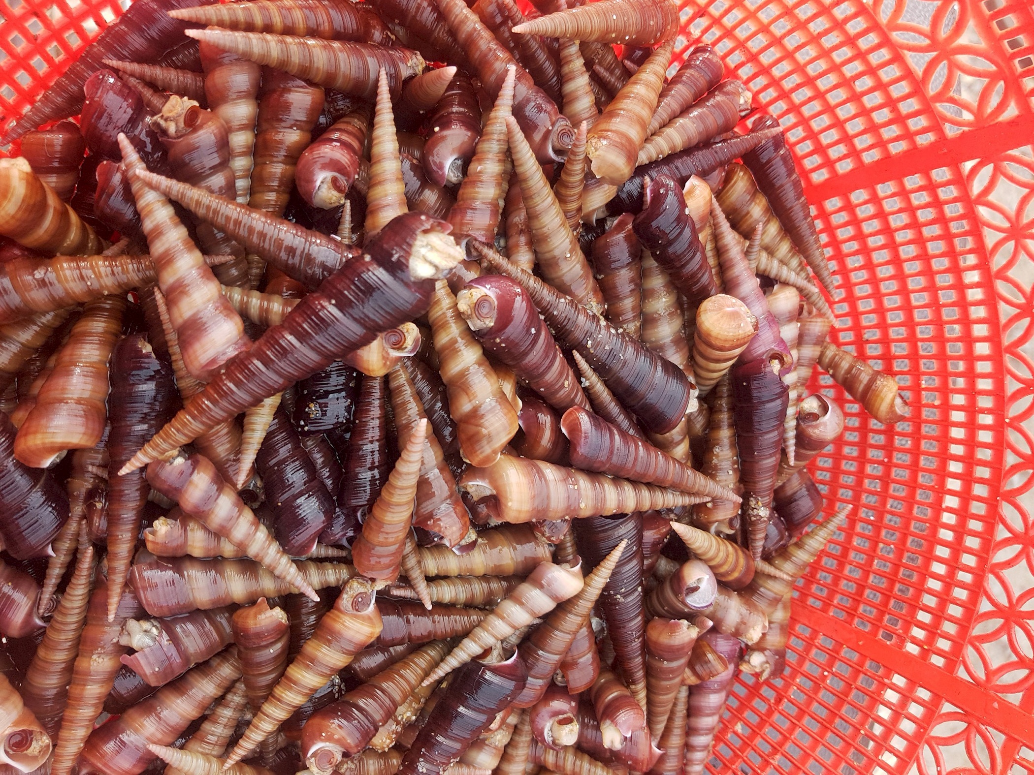 Oc xoan dat vao bo bien day dac hinh anh