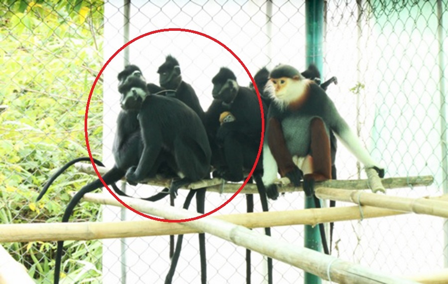 Giang luoi ngan dan vooc tan cong nguoi di duong hinh anh