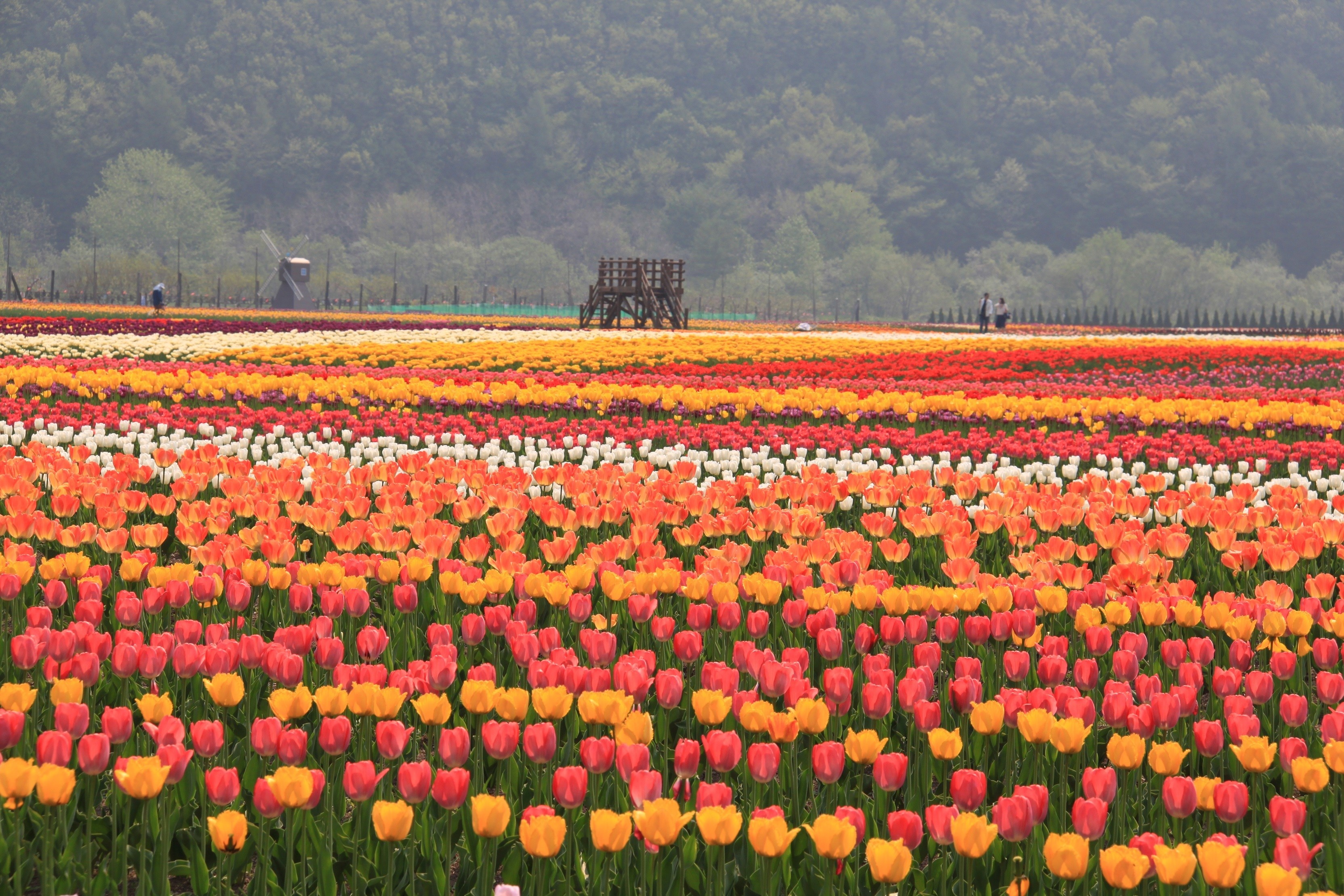 hoa xuan o Nhat Ban anh 5