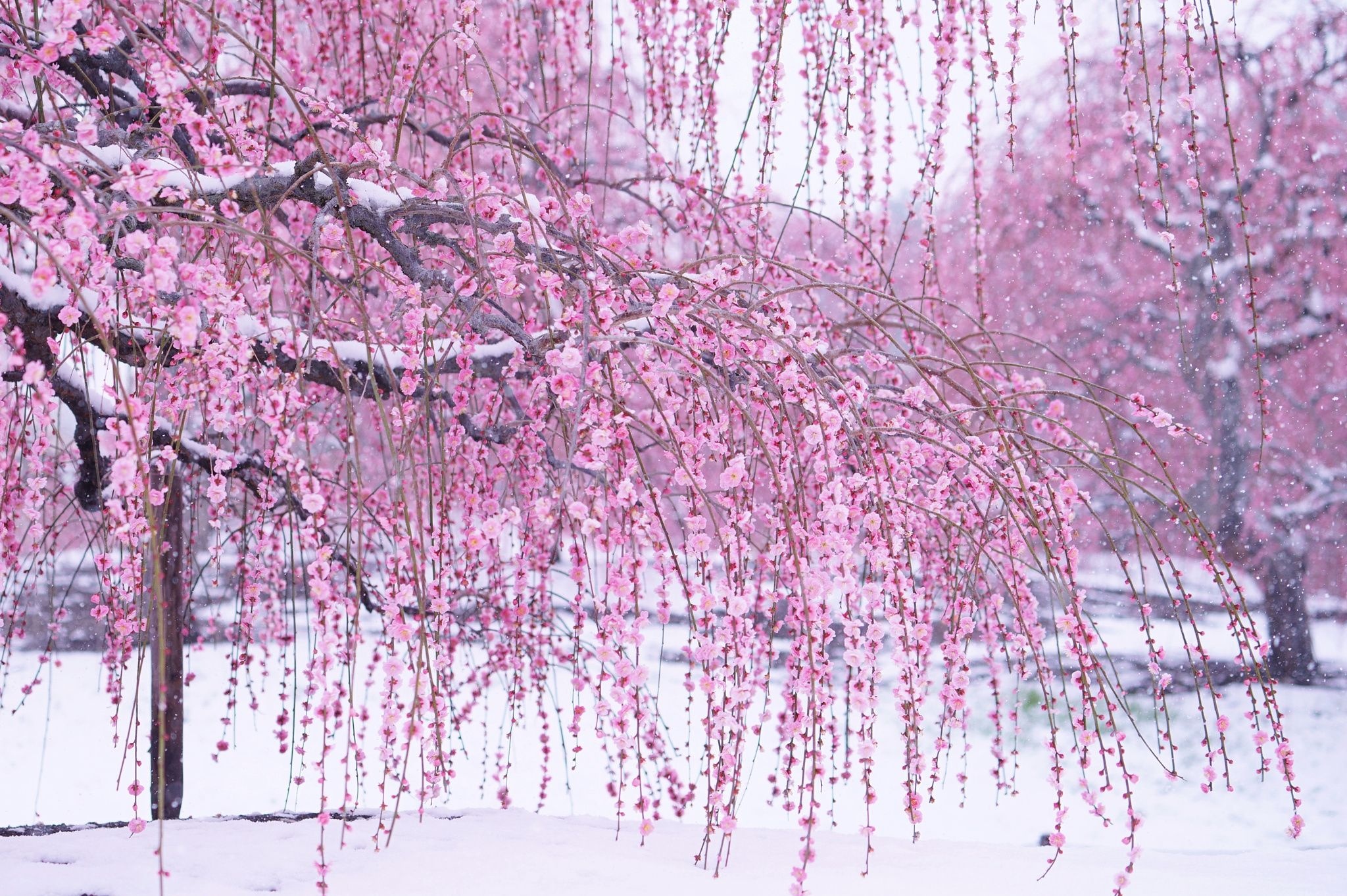 hoa xuân ở Nhật Bản ảnh 2 hoa xuan o Nhat Ban anh 2