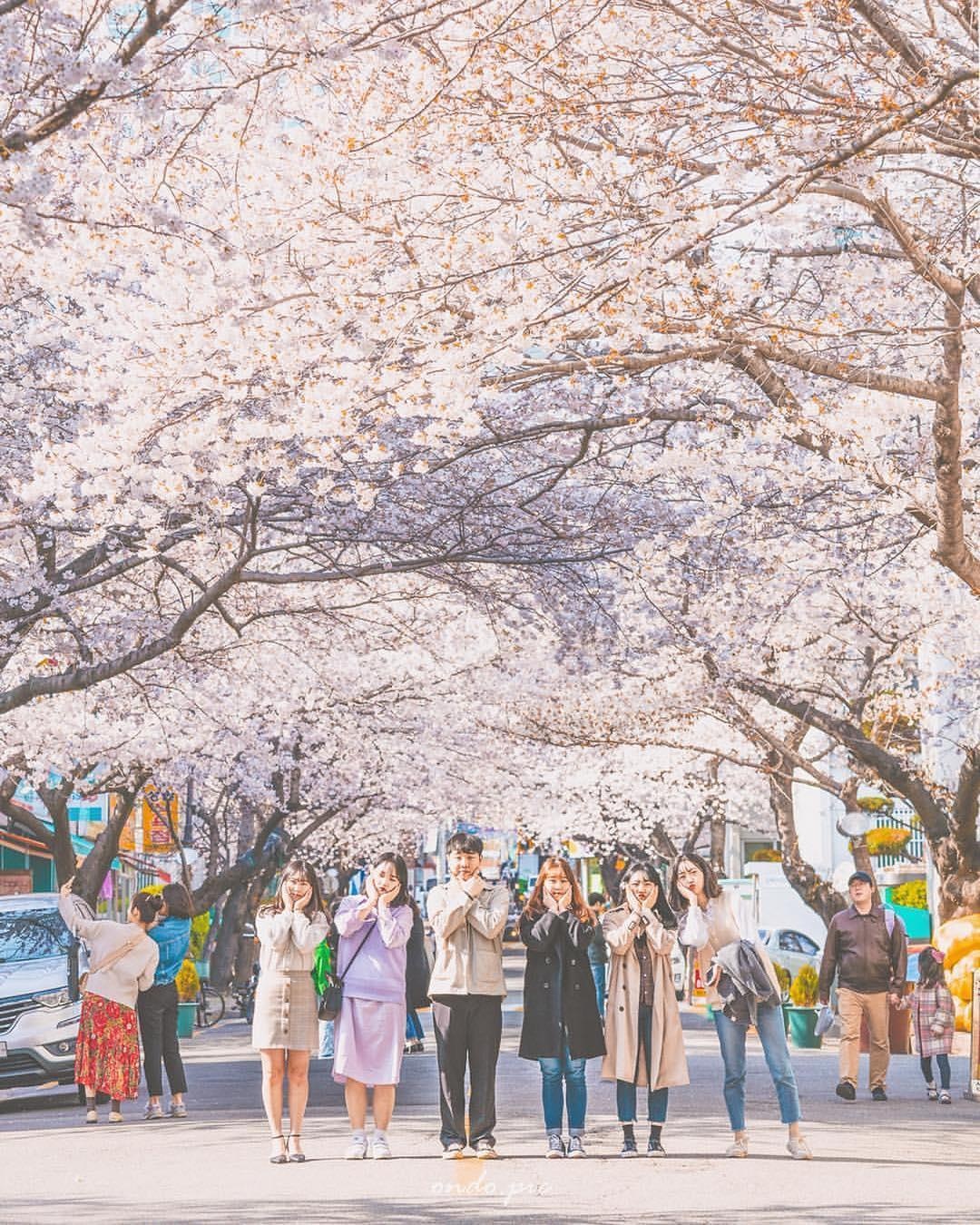 hoa anh dao o busan anh 1