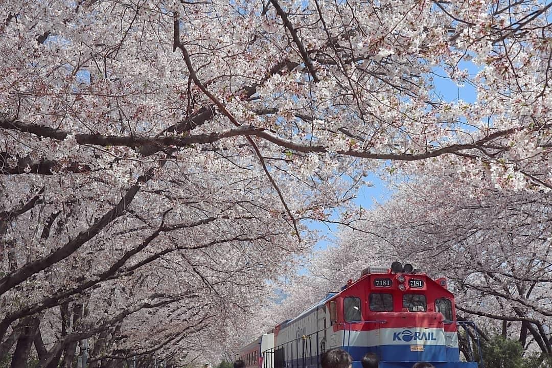 hoa anh dao o busan anh 3