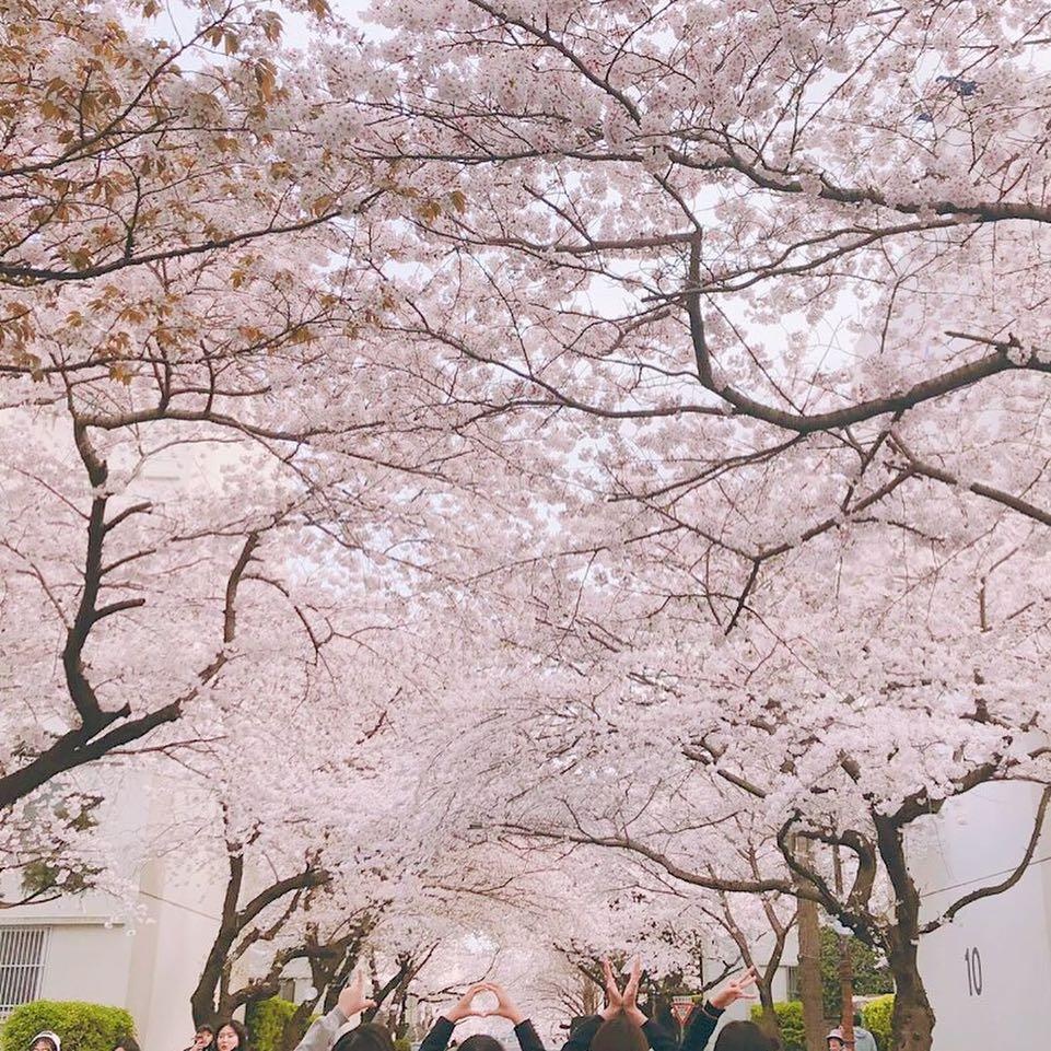 hoa anh dao o busan anh 5