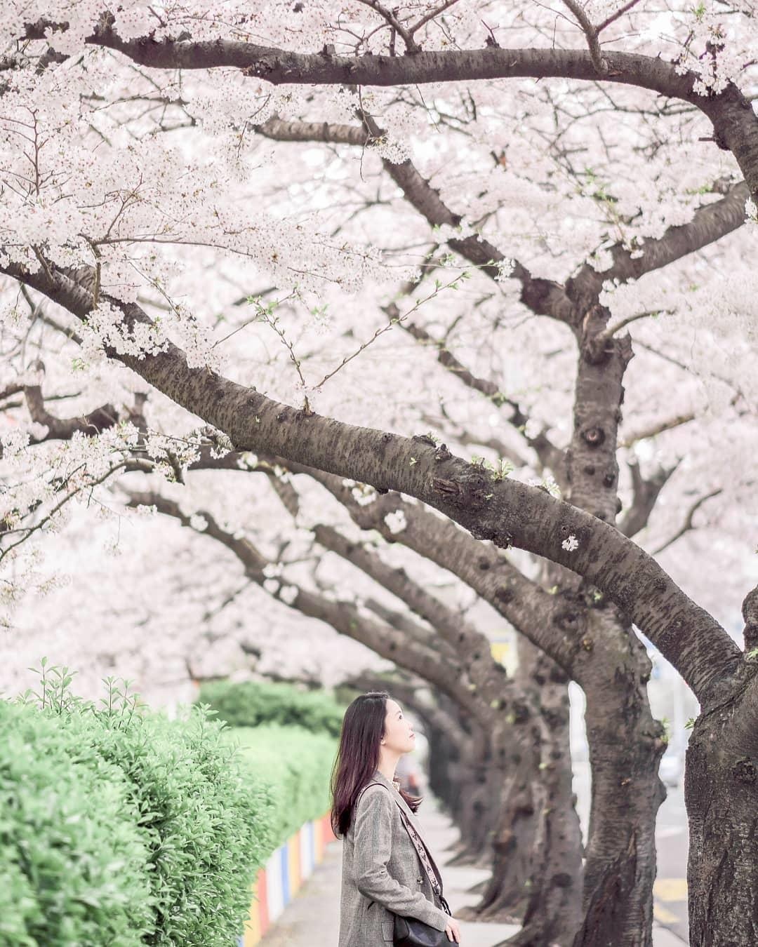 hoa anh dao o busan anh 2