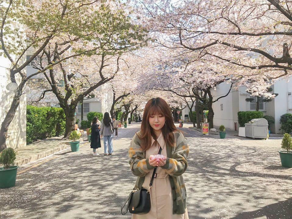 hoa anh dao o busan anh 7