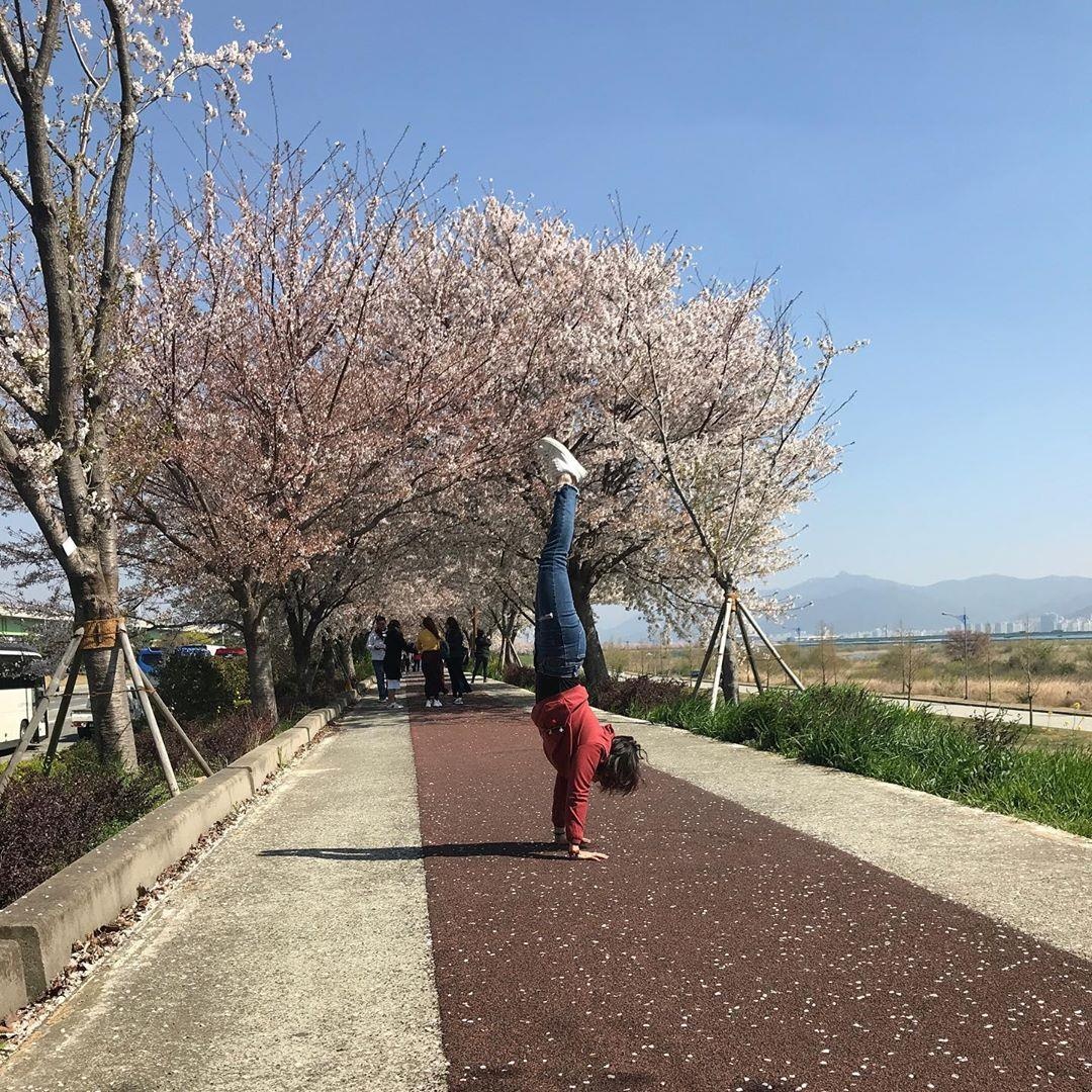 hoa anh dao o busan anh 8