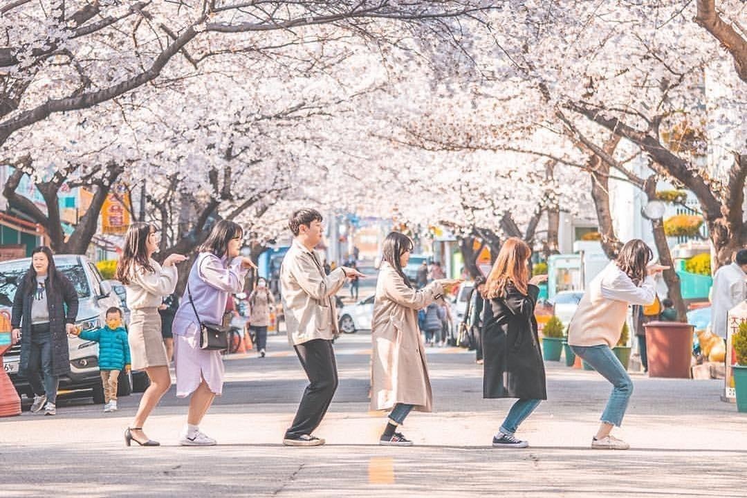 Hoa anh dao tai thanh pho Busan no kin loi di hinh anh