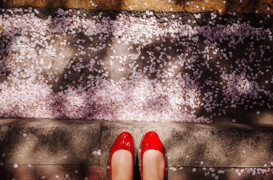 hoa anh dao o busan anh 10