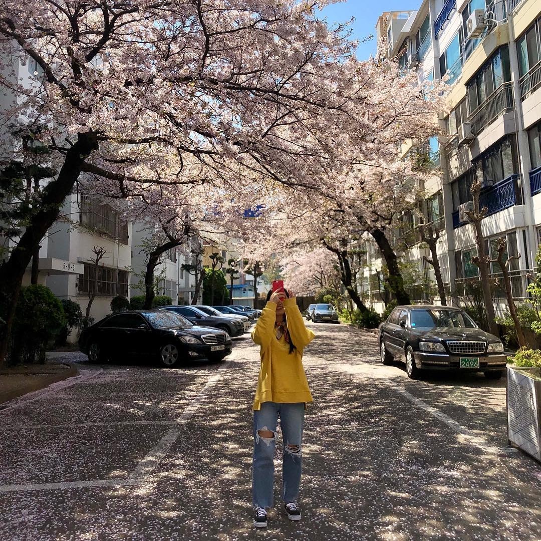 hoa anh dao o busan anh 9