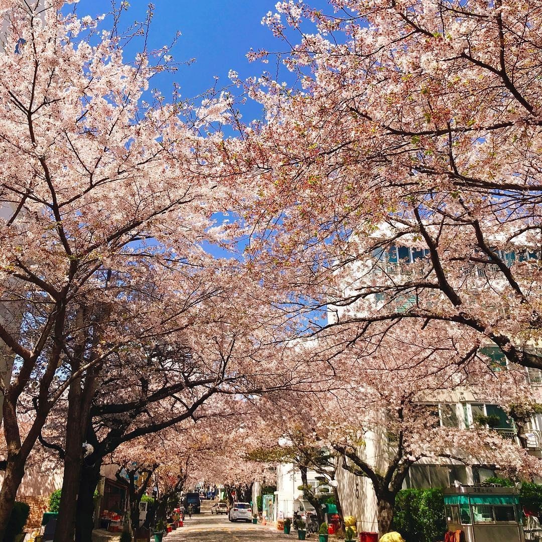 hoa anh dao o busan anh 6