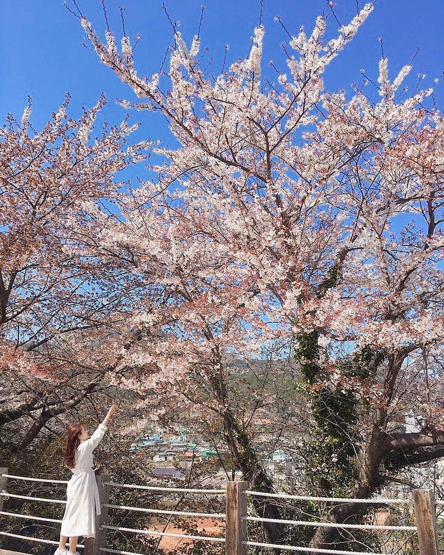 hoa anh dao o busan anh 12