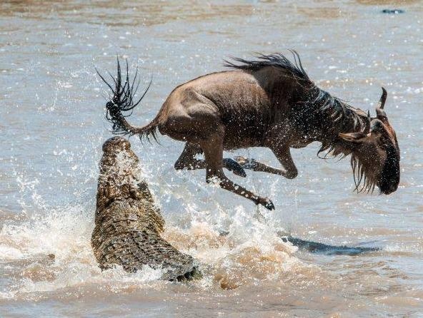 Chung kien cuoc di cu vi dai nhat hanh tinh tai chau Phi hinh anh