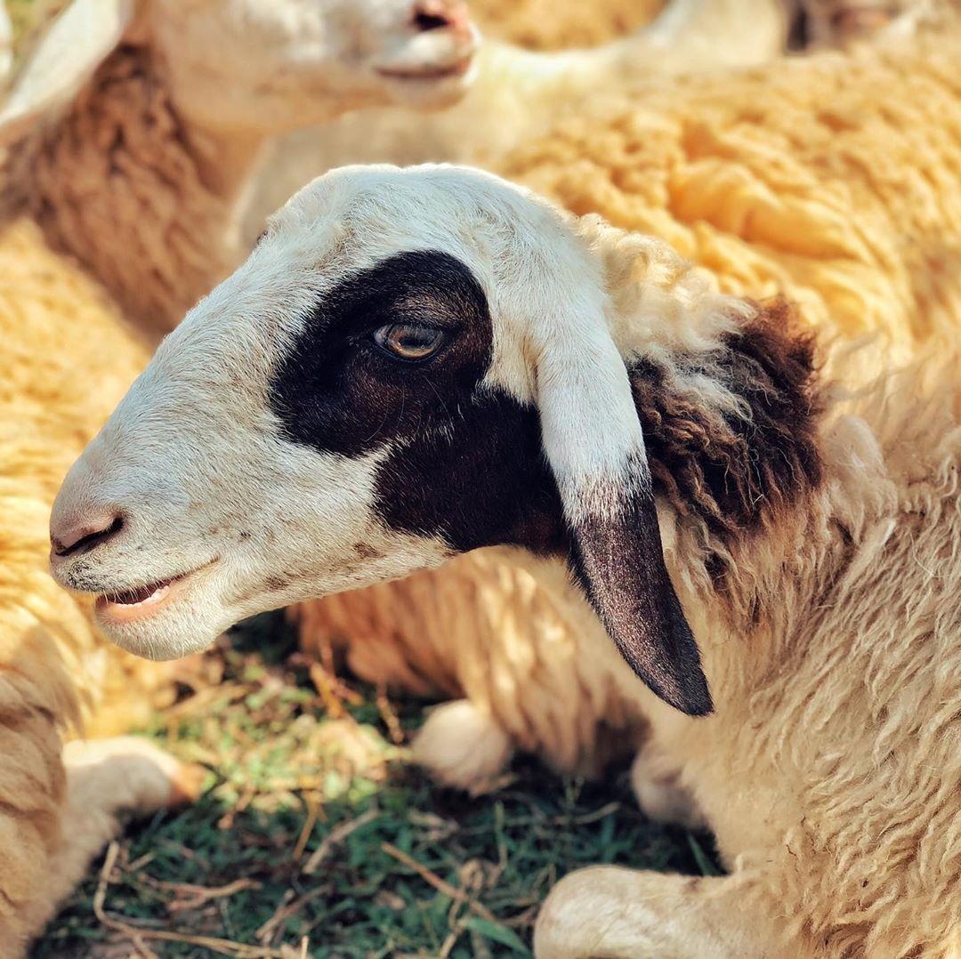 dong cuu suoi tien anh 4