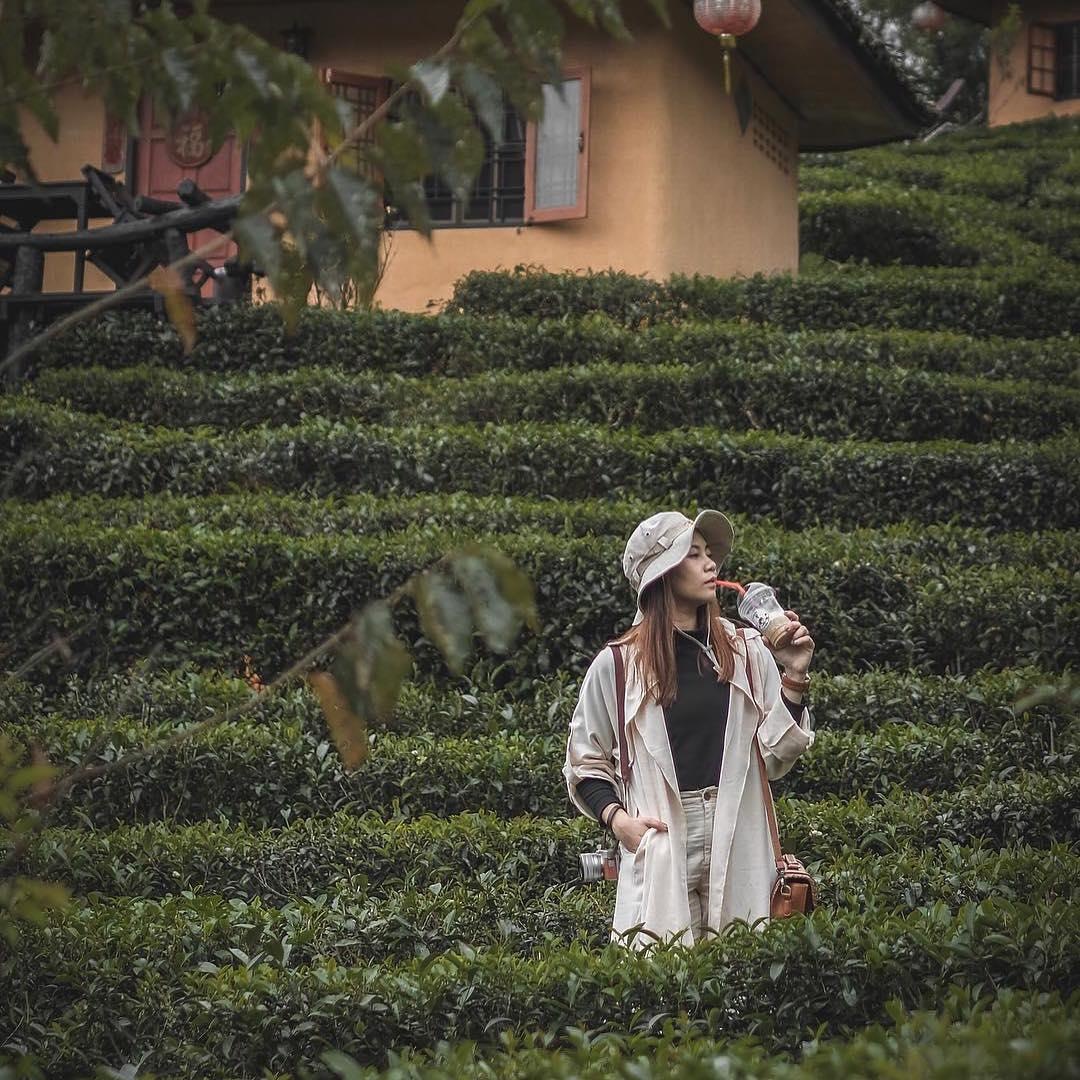 phuong hoang co tran anh 1