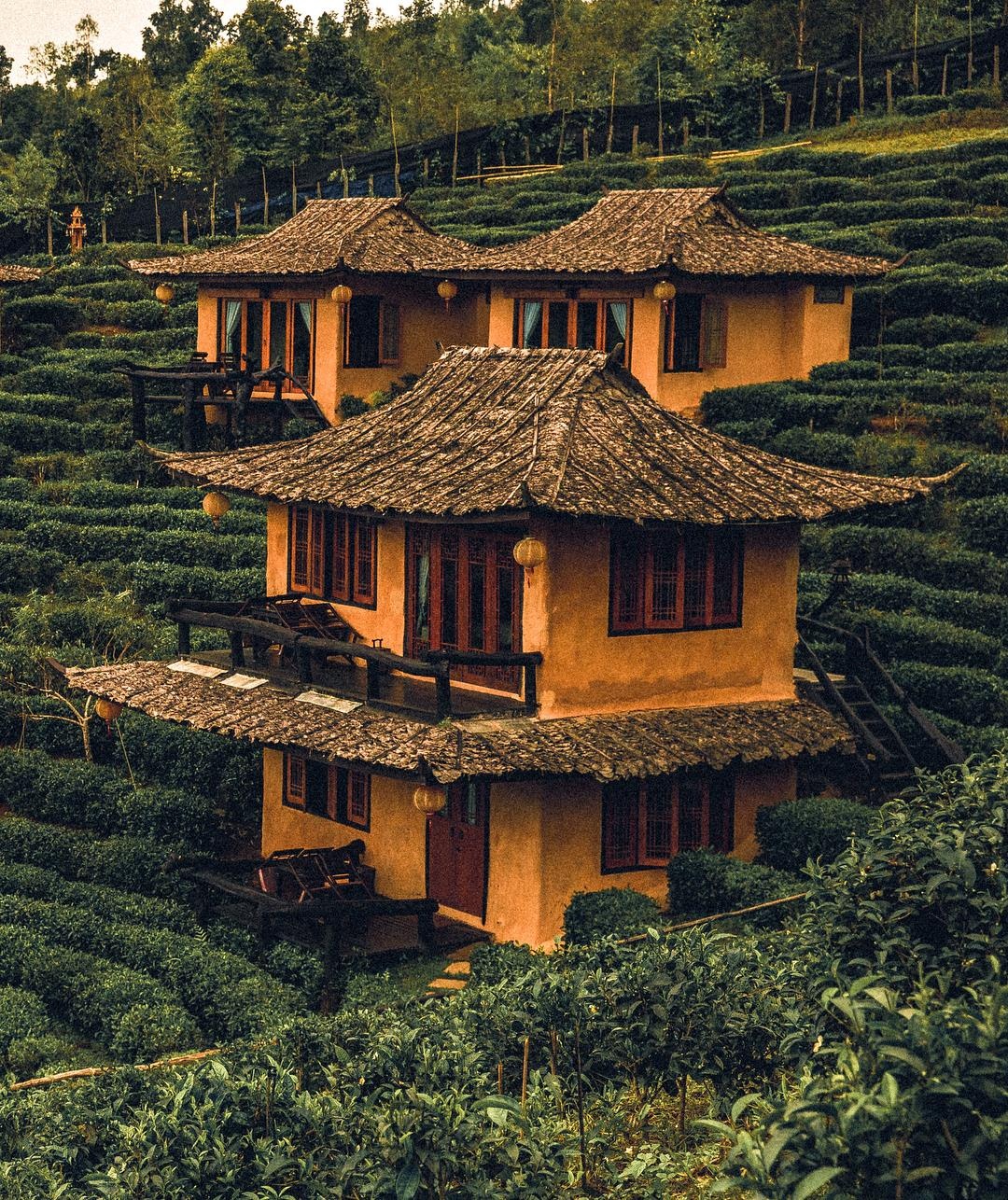 phuong hoang co tran anh 3