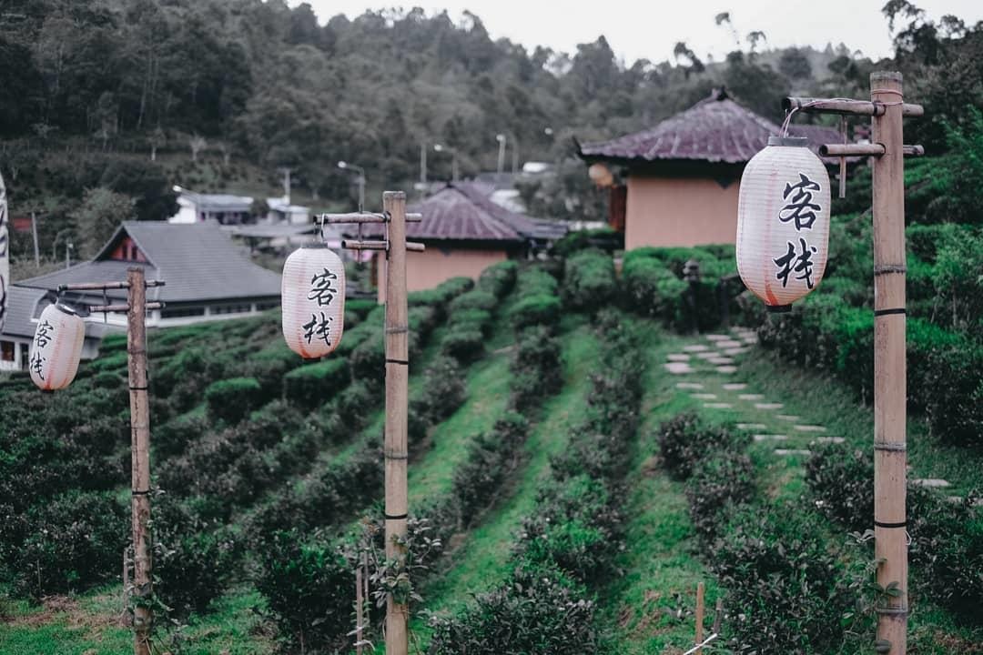 phuong hoang co tran anh 5