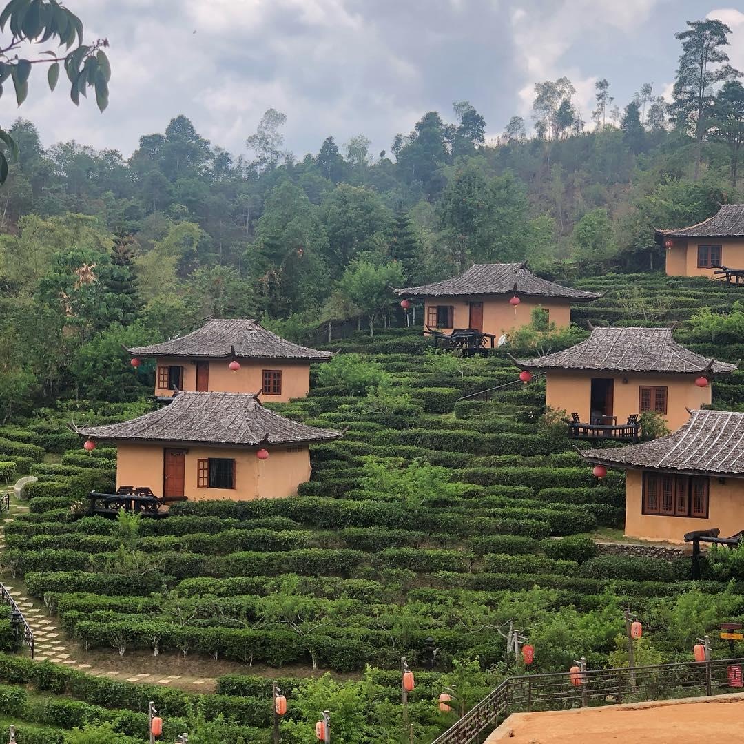 phuong hoang co tran anh 6