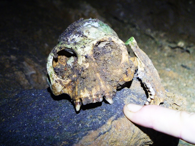 Can canh cac hang dong moi phat hien o Phong Nha - Ke Bang hinh anh