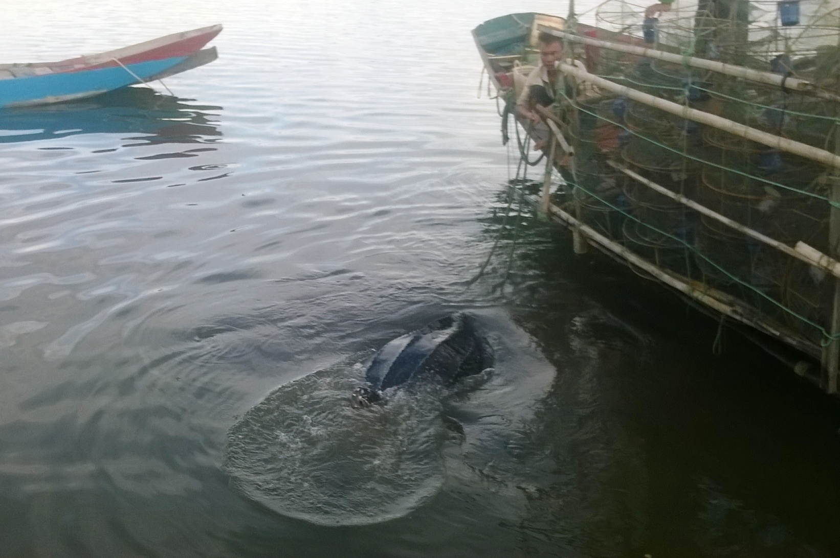 Cá thể rùa biển quý hiếm đã được thả về môi trường tự nhiên