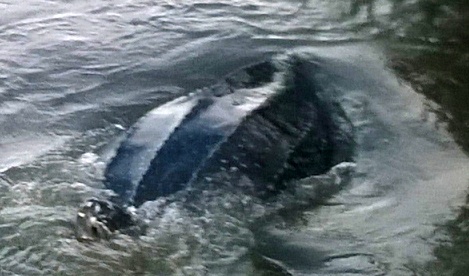 Rua da quy hiem nang 80 kg mac luoi ngu dan hinh anh