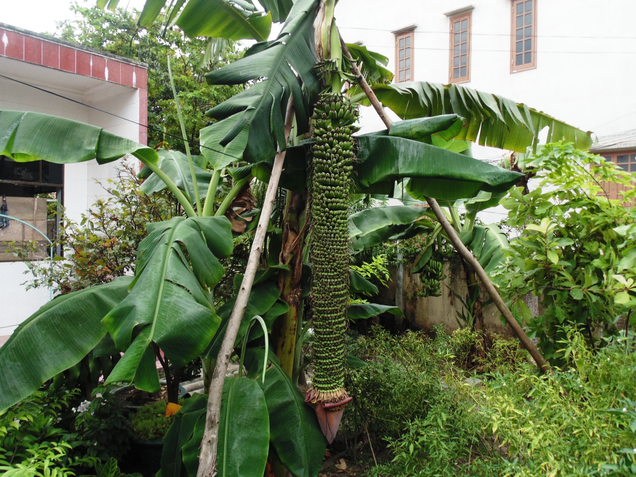 Chủ nhân của cây chuối là ông Nguyễn Minh Tiến ở tiểu khu 4, phường Bắc Lý, TP Đồng Hới. Buồng chuối của cây chuối mẹ trong một bụi gồm 1 cây mẹ và 3 cây chuối con thuộc giống chuối mốc. 