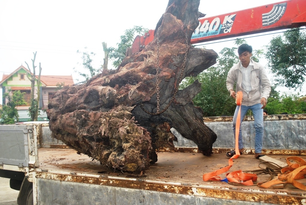 Lam sach goc sua 17 ty o Quang Binh de dua vao bao tang hinh anh