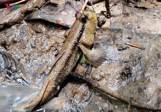 Cà Mau, U Minh Hạ ảnh 2 Ca Mau, U Minh Ha anh 2