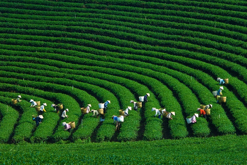 Vo chong A Phu que o dau? hinh anh