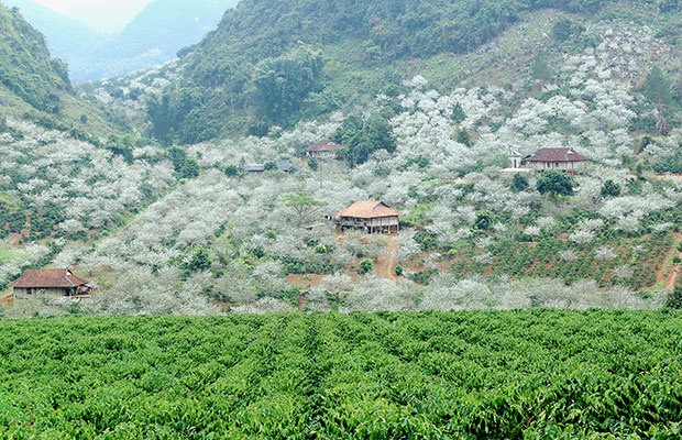 Vợ chồng A Phủ ảnh 4 Vo chong A Phu anh 4