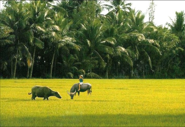 Đội quân tóc dài ảnh 5 Doi quan toc dai anh 5