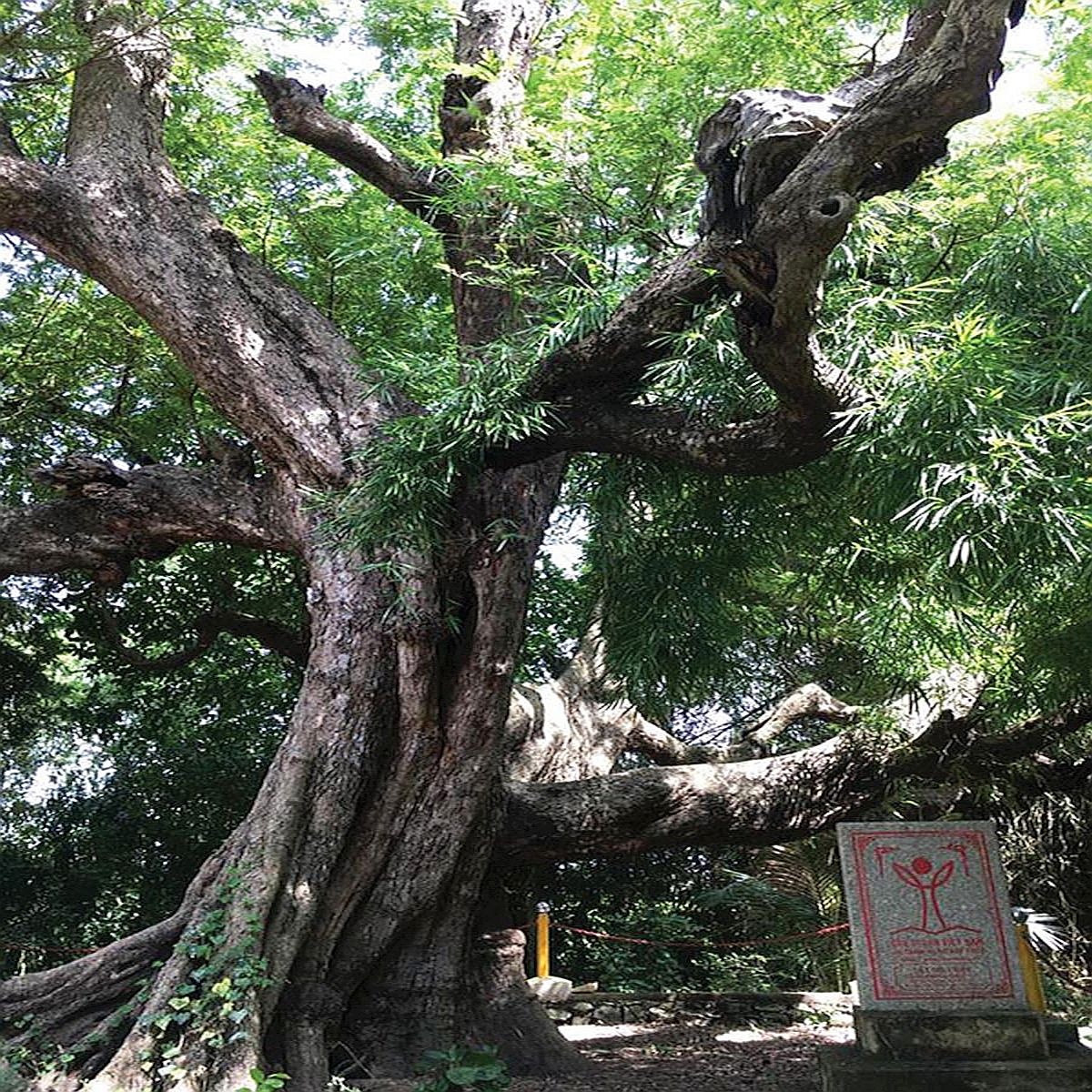 Bo cap Bay Nui anh 6