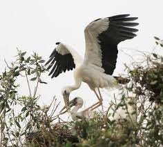 Ngam dan co ve vung Dong Thap Muoi hinh anh