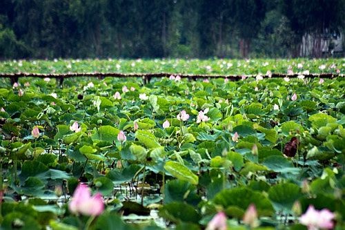 Đồng Tháp Mười ảnh 1 Dong Thap Muoi anh 1