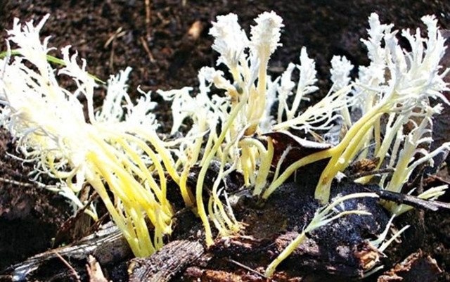 Từ Hy thái hậu ảnh 2 Tu Hy thai hau anh 2