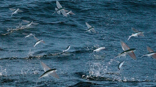 cá chuồn ảnh 1 ca chuon anh 1