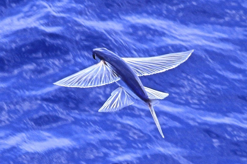 cá chuồn ảnh 3 ca chuon anh 3