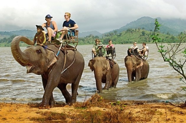 Động vật hoang dã ảnh 4 Dong vat hoang da anh 4