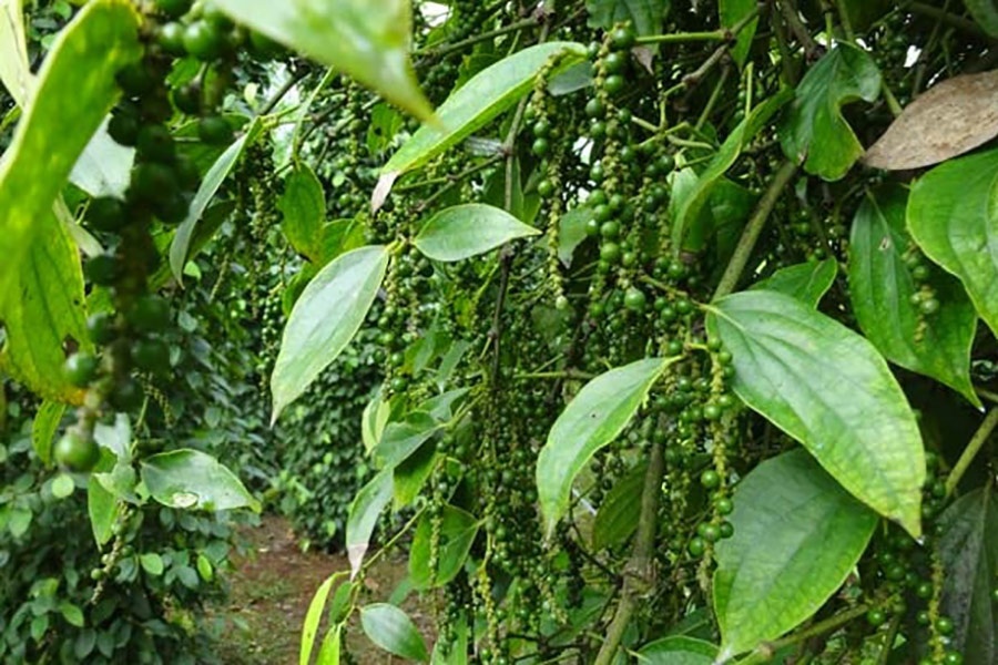 hồ tiêu ảnh 2 ho tieu anh 2