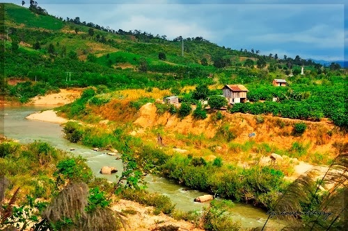 hồ tiêu ảnh 3 ho tieu anh 3