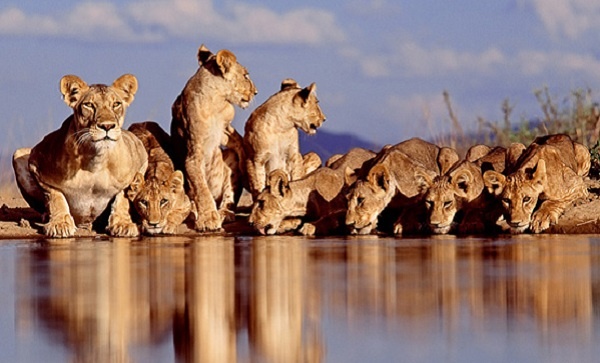 Senegal ảnh 7 Senegal anh 7