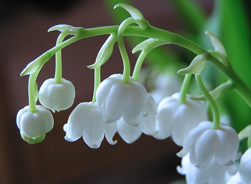 Phần Lan ảnh 6 Phan Lan anh 6