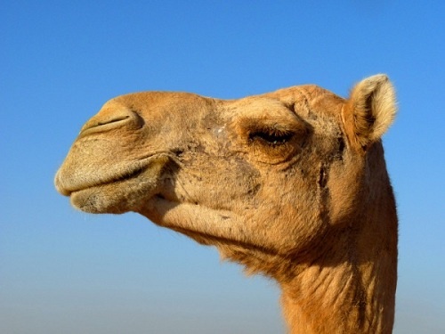 Nước nào sản xuất vàng nhiều nhất ảnh 4 Nuoc nao san xuat vang nhieu nhat anh 4