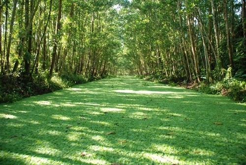 Tiền Giang ảnh 7 Tien Giang anh 7