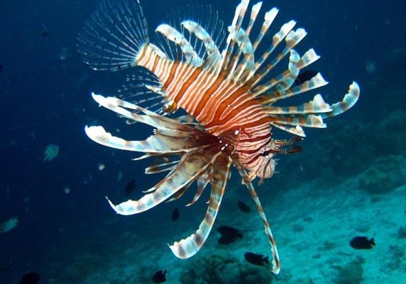 Bi ca rong ma can, con nguoi co the te liet than kinh hinh anh