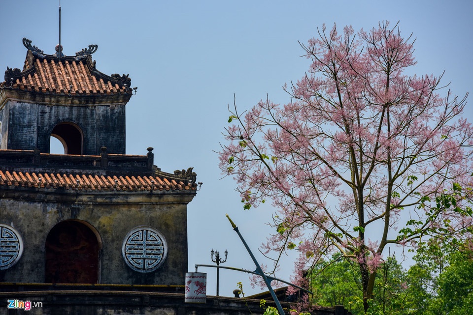 Con dâu vua ảnh 5 Con dau vua anh 5