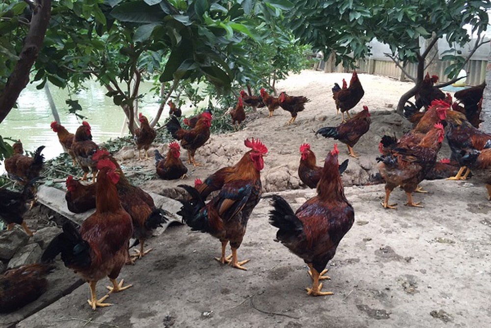 Thi xa Son Tay anh 8